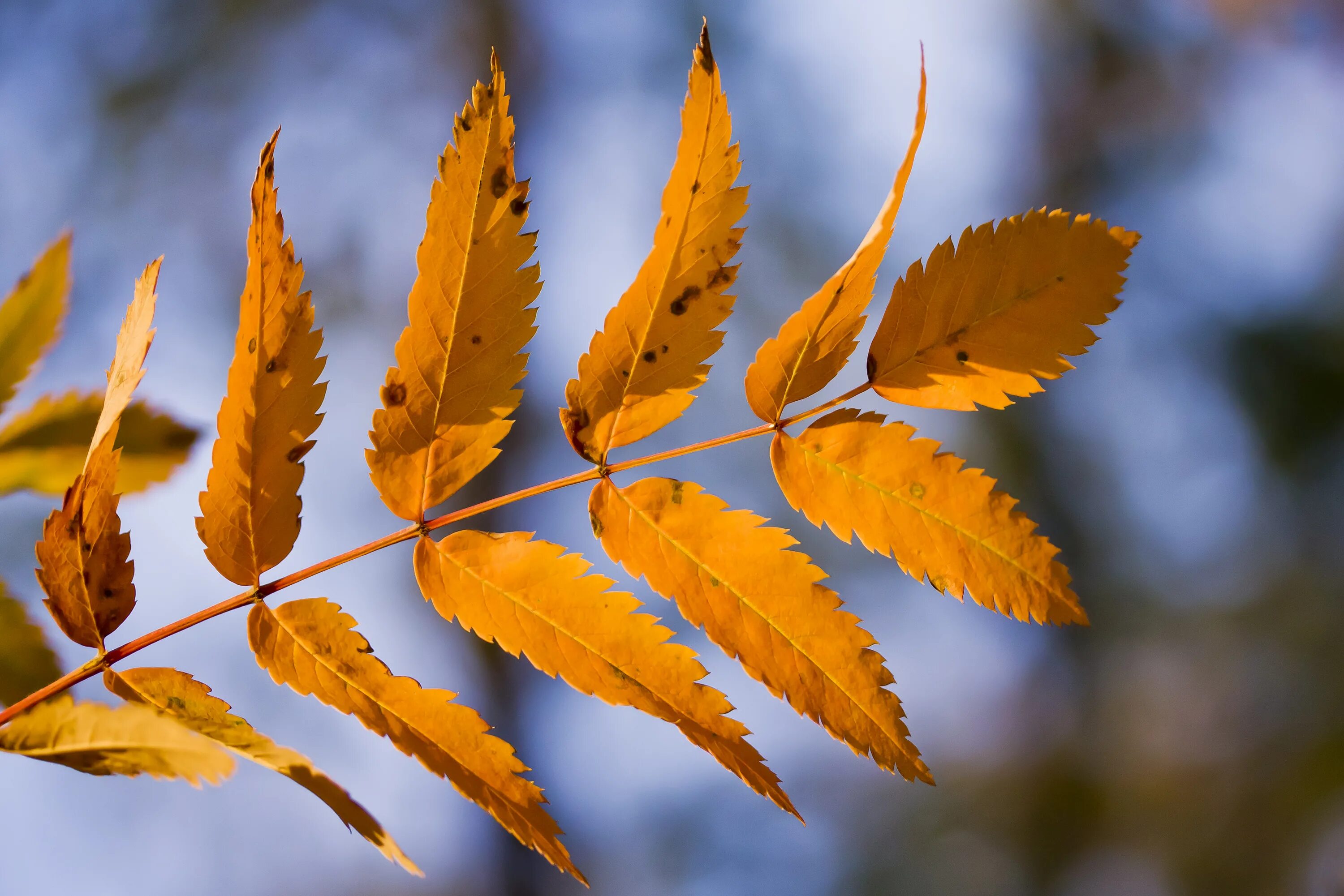 Осень листья похожие. Листики осенние рябина. Листья рябины осенью. Осенний листок рябины. Листок рябины.