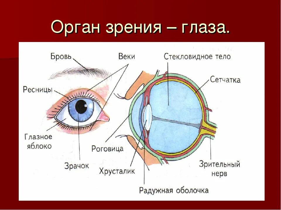 Тема урока глаз. Органы чувств строение глаза. Глаза орган зрения. Структура органа зрения. Строение глаза.