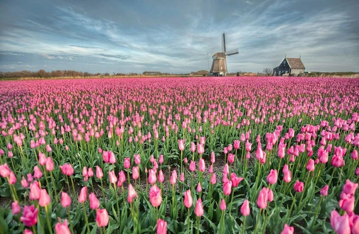 Где тюльпановые поля. Голландия тюльпановые поля мельница. Моне тюльпановые поля близ Гааги. Тюльпановые поля в Калининградской области. Плантации тюльпанов в Голландии.