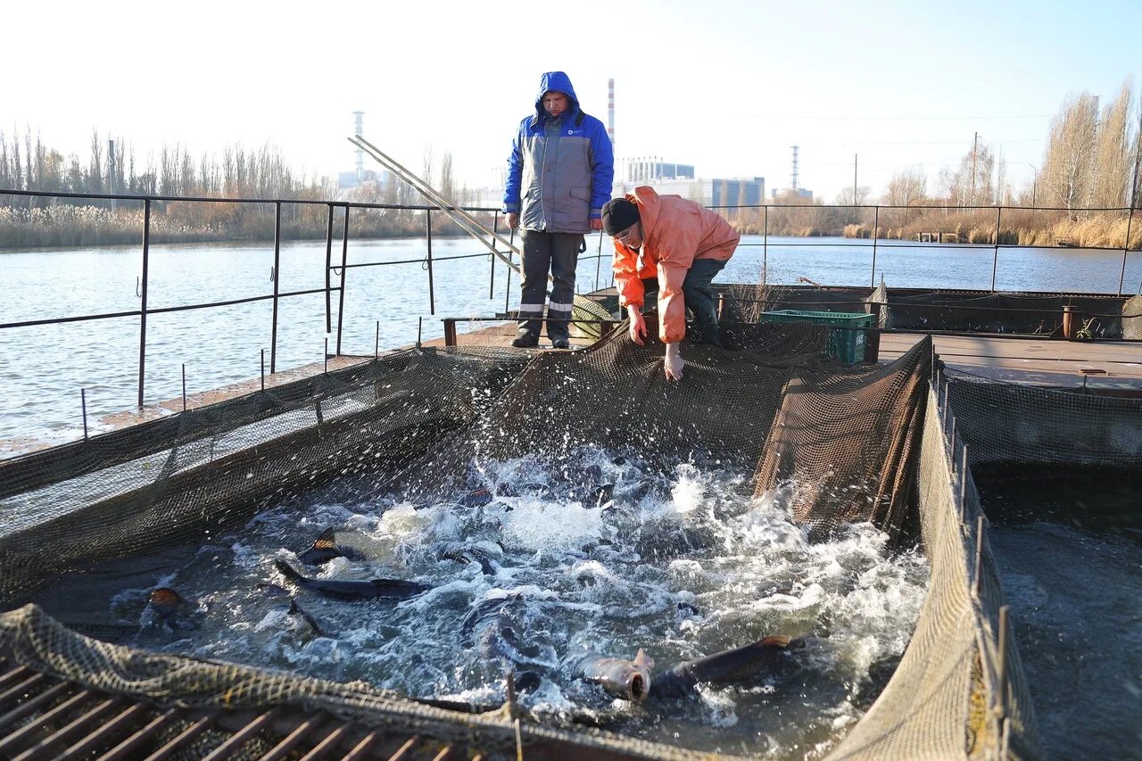 На курском водохранилище. Водохранилище Курской АЭС зарыбление. Водохранилище Курской АЭС альголизация. Курчатовское водохранилище Курской области. Курское водохранилище.