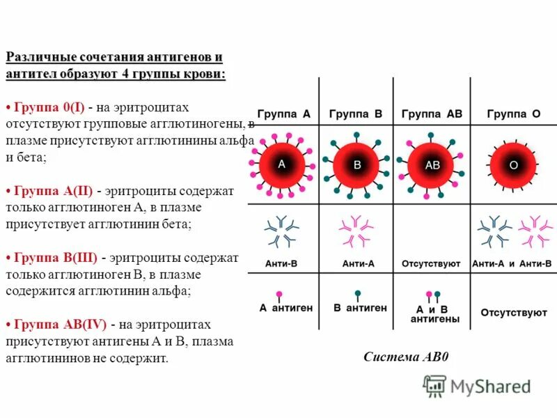 антигены a b d. антигены эритроцитов. антигены a b d. строение эритроцитарных антигенов. группы крови антигены и антитела.