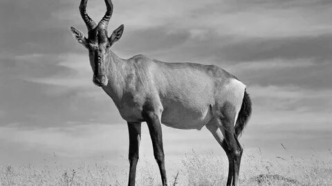 Hartebeest