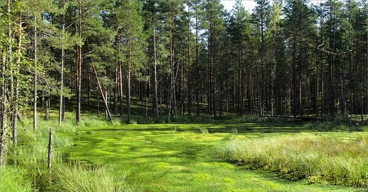 Болото кислород. Чаруса. Чаруса болото. Болото Малуксинский мох. Верховое болото Сатино.