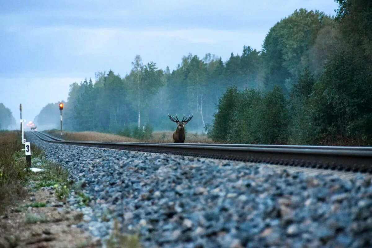 Лось железнодорожный. Угловка Окуловка. Лось на железнодорожных путях.