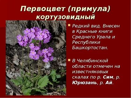 Растения из красной книги урала