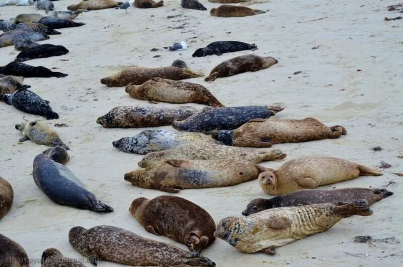 лежбище тюленей намибия. галапагосский морской лев лежбище. остров тюлений сахалин. командорские острова лежбище морских котиков. морские котики лежбище.