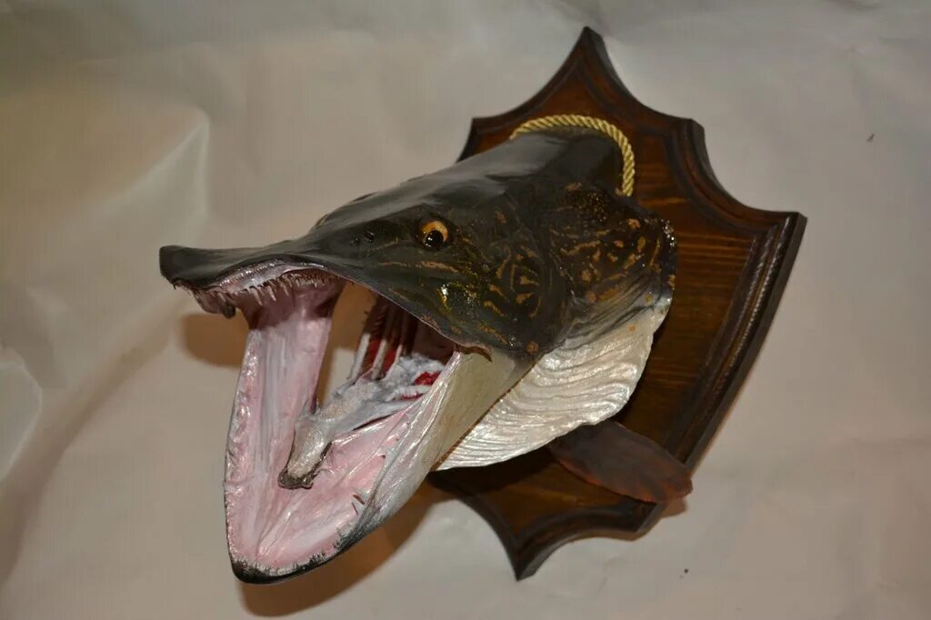 трофейное чучело щуки. голова щуки. чучело головы щуки. чучело головы щуки. чучело головы щуки.