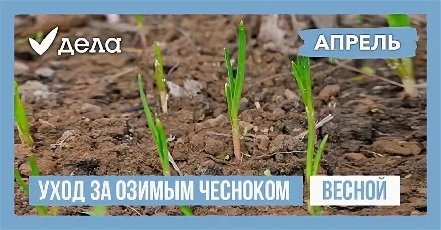 Уход за луком и чесноком весной