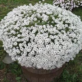 Алиссум какой объем горшка
