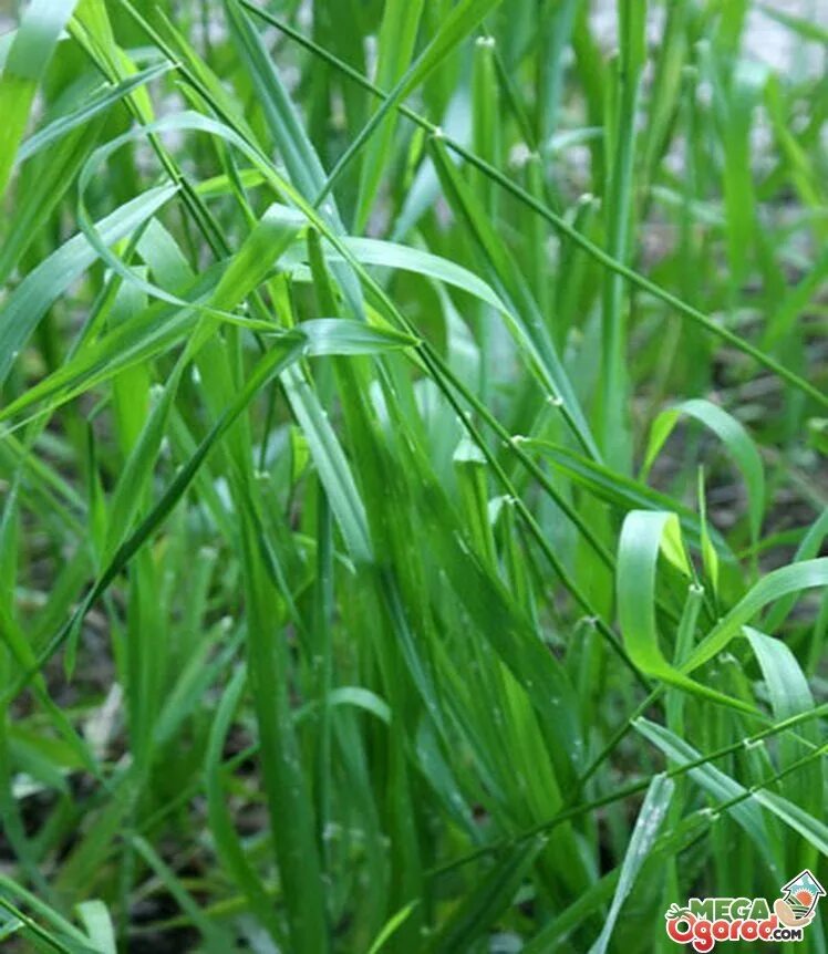 Пырей инееватый. Пырей ползучий (elytrigia repens). Как выглядит пырей. Пырей ползучий соцветие. Пырей сизый.