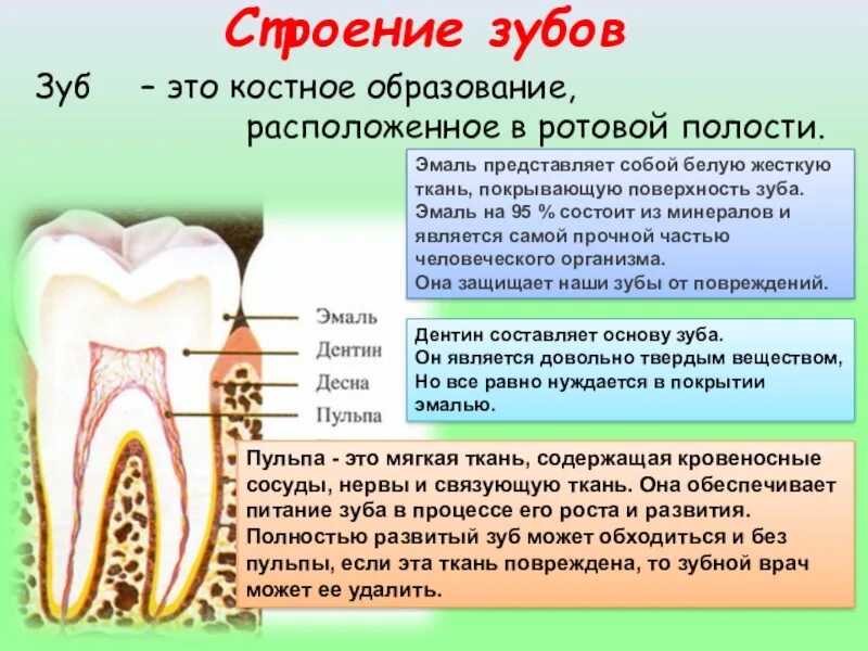 Костная основа полости рта. Строение зуба. Эмаль зуба состоит. Эмаль зубов строение. Структура зубной эмали.