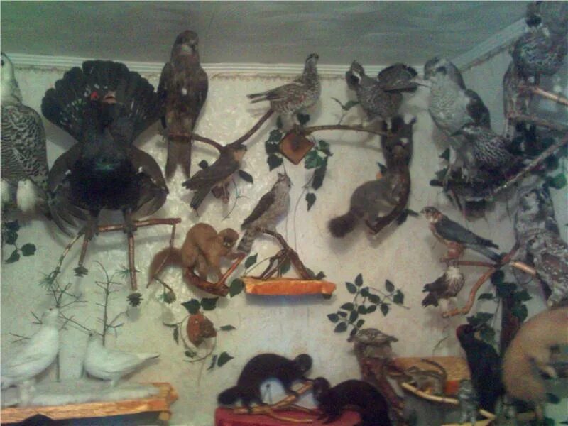 Чучела животных в интерьере. Чучела животных в интерьере. Магазин чучел животных. Зоологический музей санкт-петербург птицы. Коллекция чучел животных.
