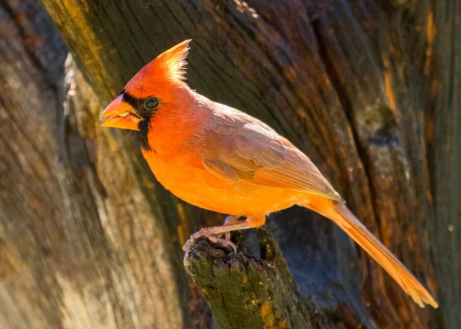 Маленькая оранжевая птичка фото. Оранжевая птица. Рыжая птица. Птица с оранжевым хохолком. Птица с оранжевыми перьями.
