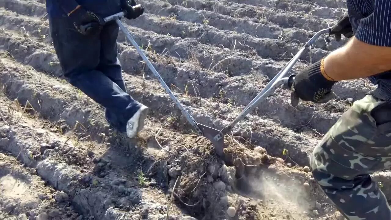 Добавлена вручную. Картофель ручной копки. приспособление для копания картошки вручную. плуг копать картошку. плуг для копки картофеля.