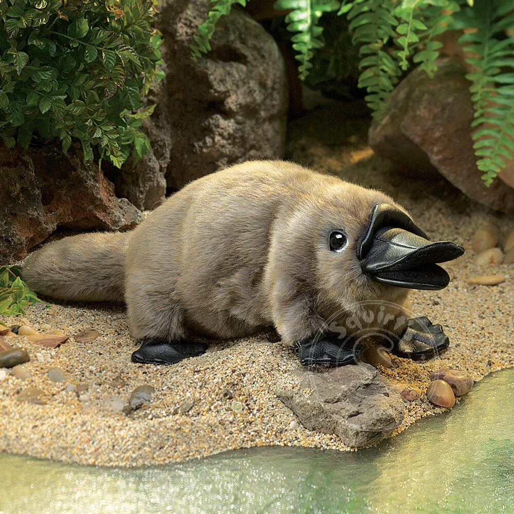 Лисовидный поссум. Meerkat family сурикаты. Найди и покажи. Дикие животные для детей. Каких животных можно показать.