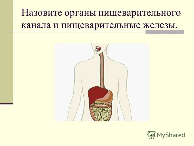 тест по теме пищеварение в ротовой полости