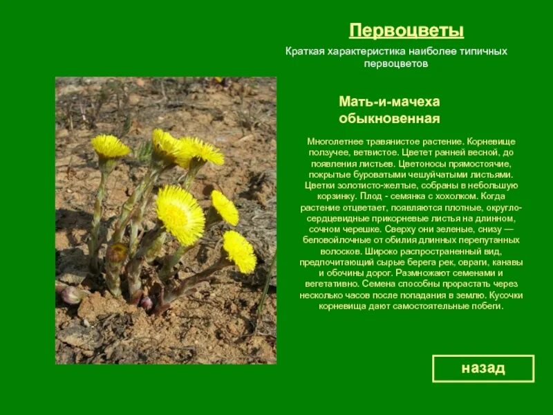 Названия раннецветущих растений окружающий мир 2 класс