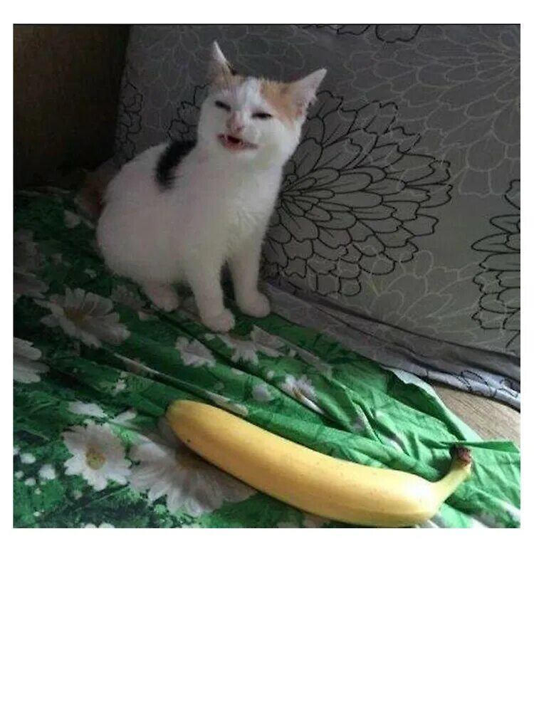 Банана кот мем. Кот банан. бананья кошка. кот банан мем. бананья мем.