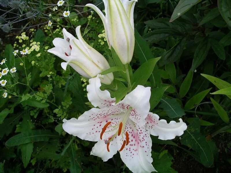 Лилия вост muscadet. Лилия muscadet мускадет. Лилия muscadet мускадет. Лилия восточная мускадет. Лилия восточный гибрид muscadet.