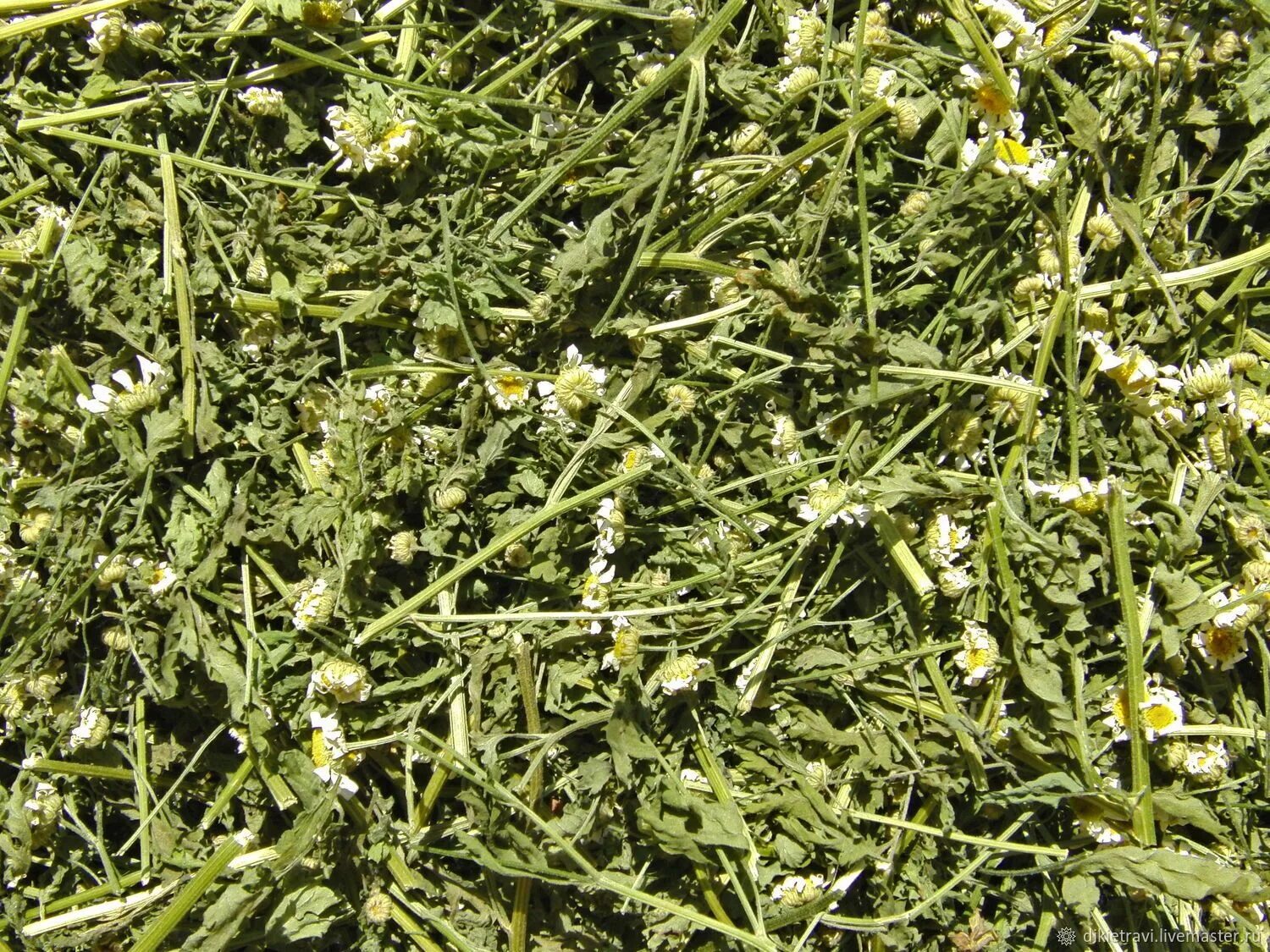 Танацетум пиретрум девичий. Аммобиум сухоцвет. Девичья трава. Хризантема непахучая. Девичья трава.