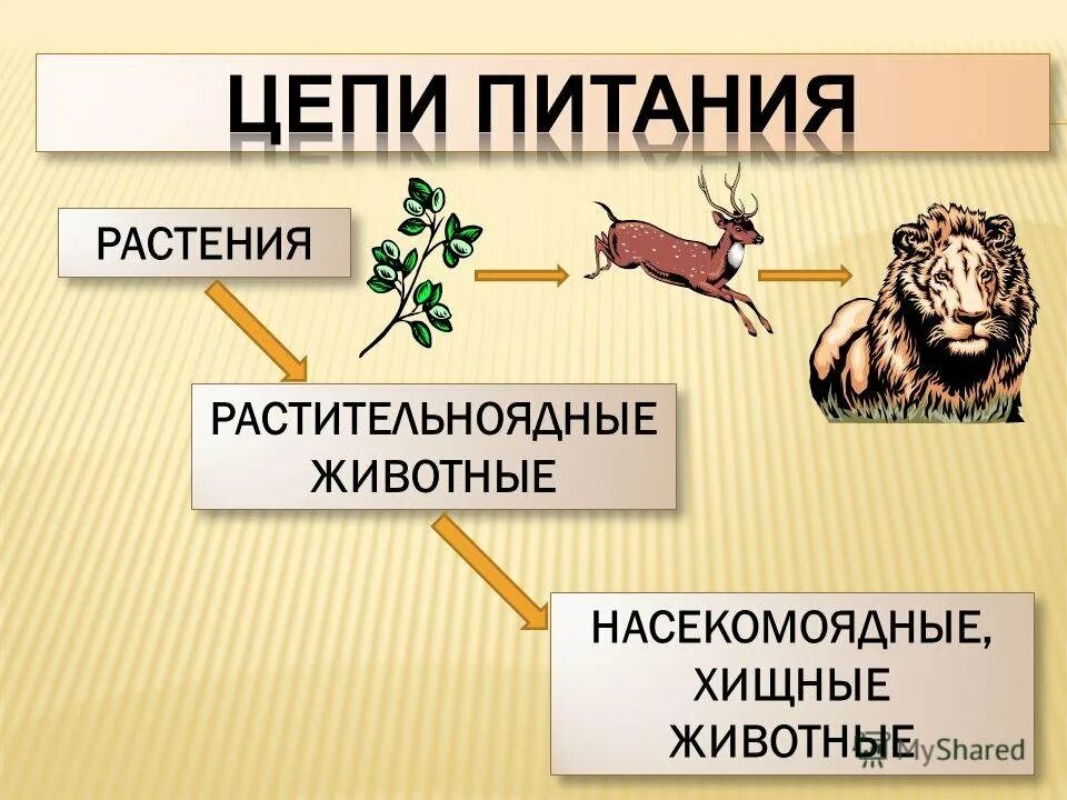 Как животные питаются 3 класс окружающий. Питание животных. Цепи питания животных. Цепь питания хищных животных. Цепочка питания животных.