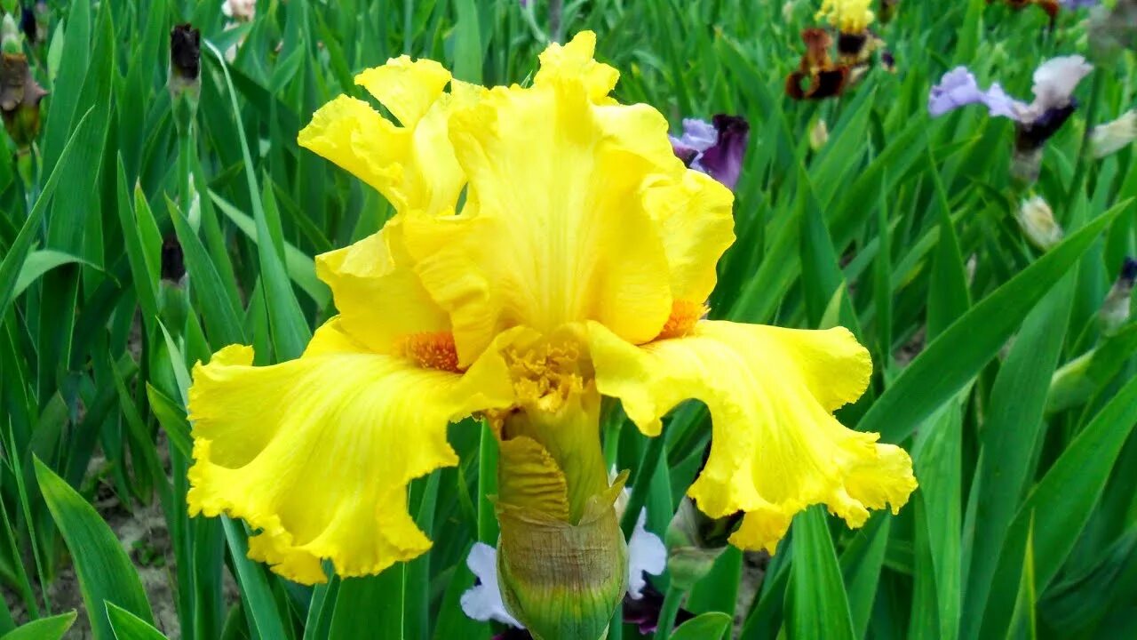 ирис германский лаури. ирис poets rhyme. ирис raise the curtain. цветы кремовые ирисы. ирис бородатый фротингслош.