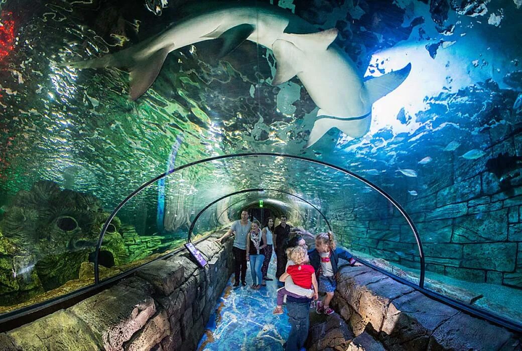 Sydney's world. Сиднейский аквариум Sea Life. Аквариум в Сиднее Австралия. Аквариум си лайф Стамбул. Океанариум Келли Тарлтона.