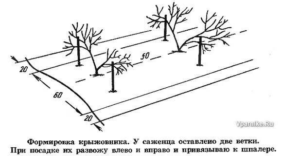 Какое расстояние должно быть между кустами смородины. Схема посадки крыжовника. схема посадки крыжовника в открытом грунте. посадка смородины схема посадки.