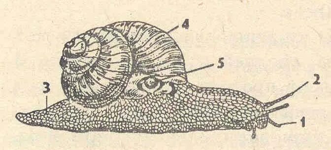 Строение брюхоногого моллюска улитки. Виноградная улитка внутрениестроение. Строение виноградной улитки. Строение улитки ахатины. Тело виноградной улитки
