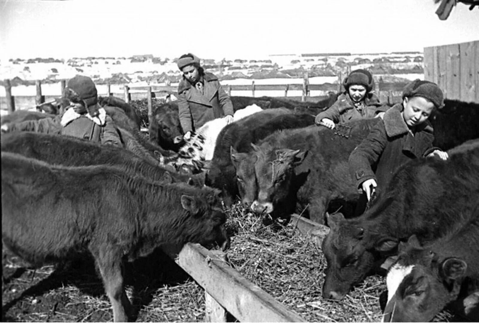 Сельское хозяйство в годы войны 1941-1945. Дети в колхозе в годы Великой Отечественной войны 1941-1945. Сельское хозяйство СССР В годы Великой Отечественной войны. Пензенская область в годы войны. Сельское хозяйство в послевоенное время