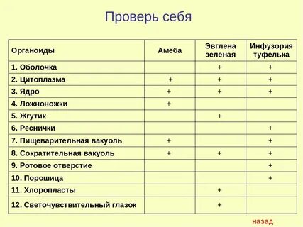 Характеристика простейших 7 класс