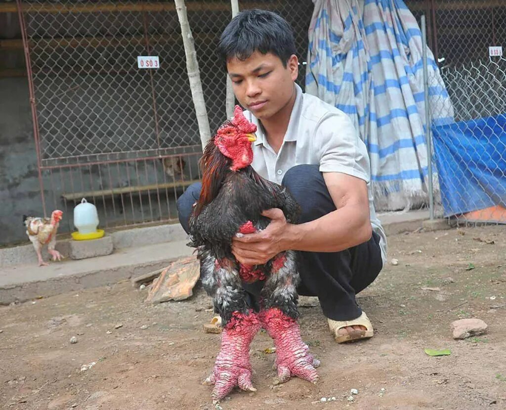 Самую тяжелую курицу. Вьетнамский Бойцовый петух га Донг Тао. Га Донг Тао (слоновые куры).