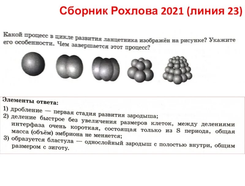 Какой процесс в цикле развития ланцетника изображен. Рисунки Рохлова. Сборник Рохлова. Рисунки из сборника Рохлова. Клеточный цикл ЕГЭ Рохлов.