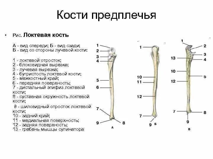 Кости предплечья соединение. Кости предплечья. Локтевой отросток лучевой кости. Лучевая вырезка локтевой кости. Шиловидный отросток локтевой кости.