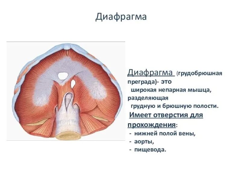 Орган отделяющий грудную полость от брюшной. Диафрагма. Диафрагма мышца. Диафрагма анатомия мышцы. Грудобрюшная диафрагма.