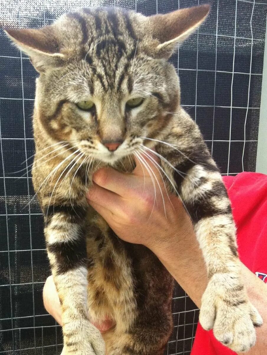 Камышовый кот. Камышовый кот одомашненный. Камчатский камышовый кот. Британский камышовый кот