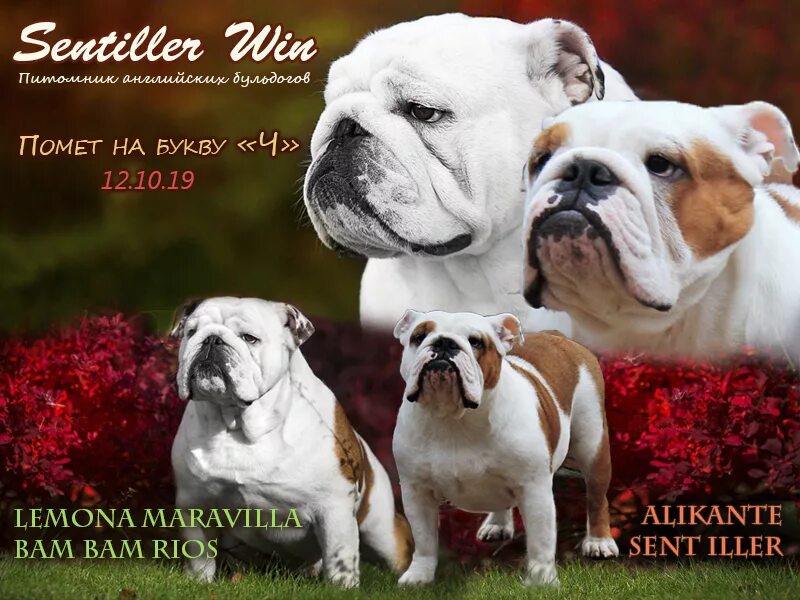 питомник собак. английский сеттер собака. питомник собак. заводчики английских бульдогов. питомник сентиллер вин эмб.