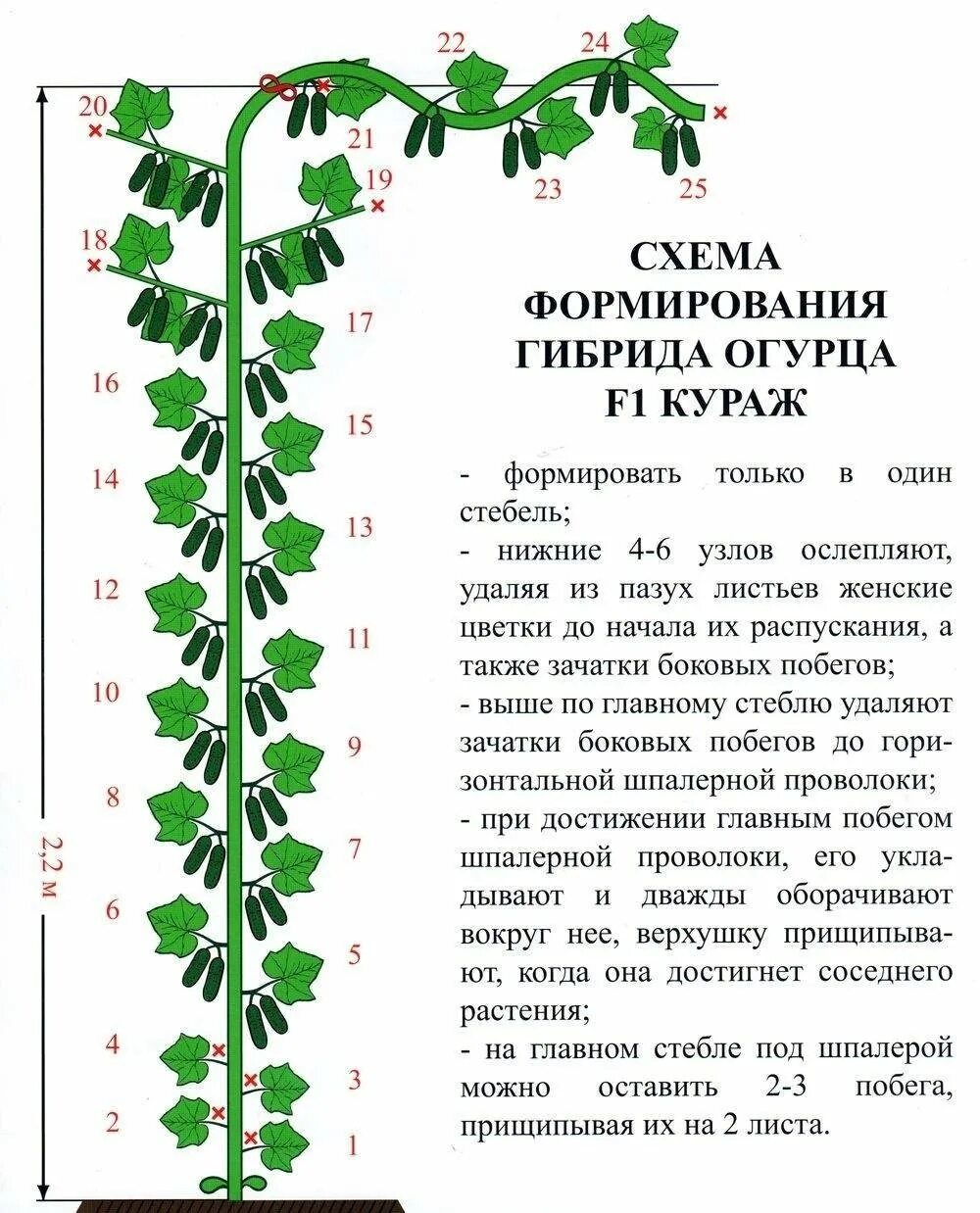 Огурцы кураж посадка. Характеристики огурцов кураж. формирование огурцов в теплице в один стебель схема. формирование огурца кураж в теплице. схема формирования огурца кураж.