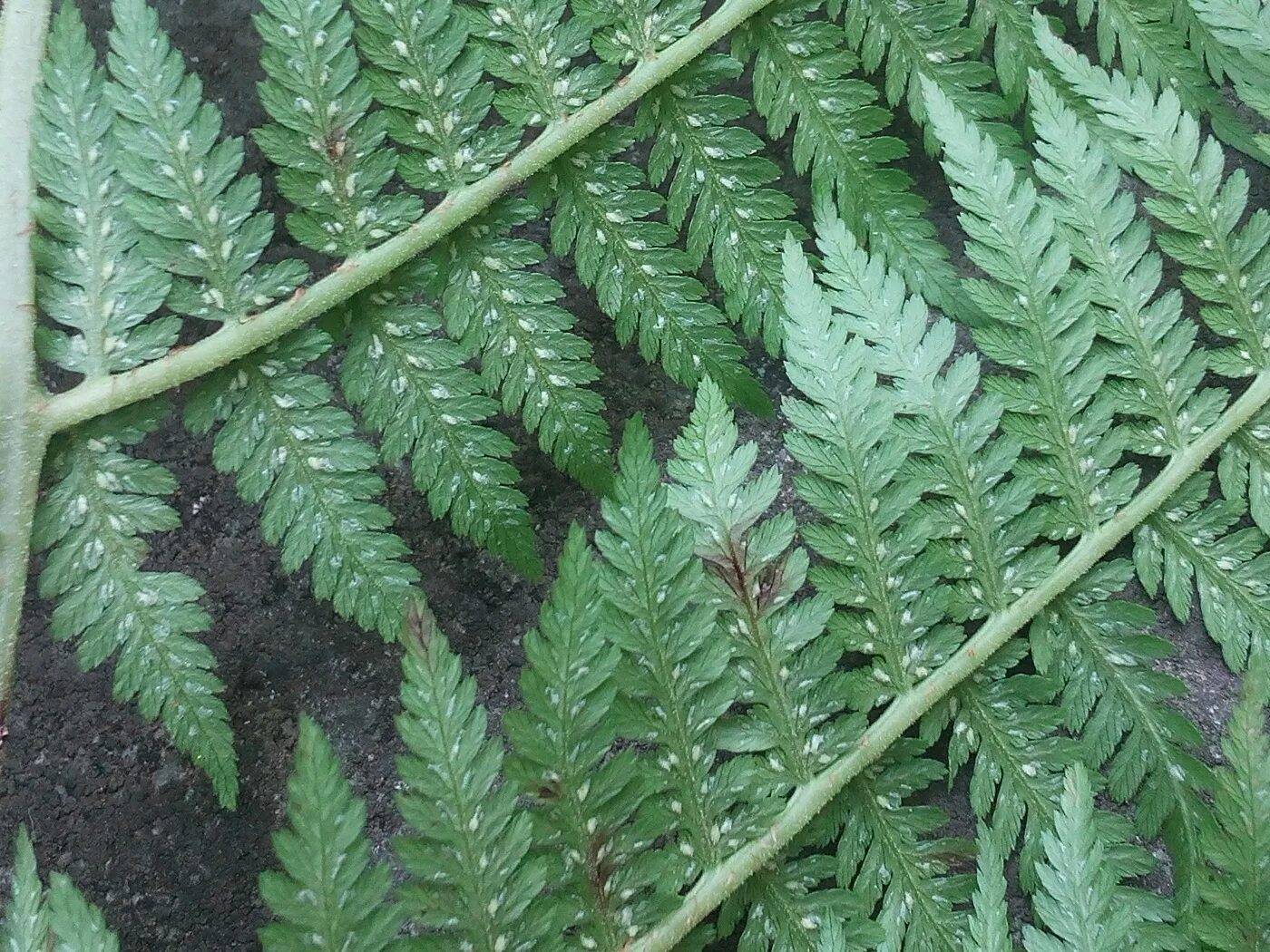 Приведите по три примера растений папоротниковидные. Мох кочедыжник. Athyrium sinense. Таксон Папоротниковидные. Папоротниковидные Division.