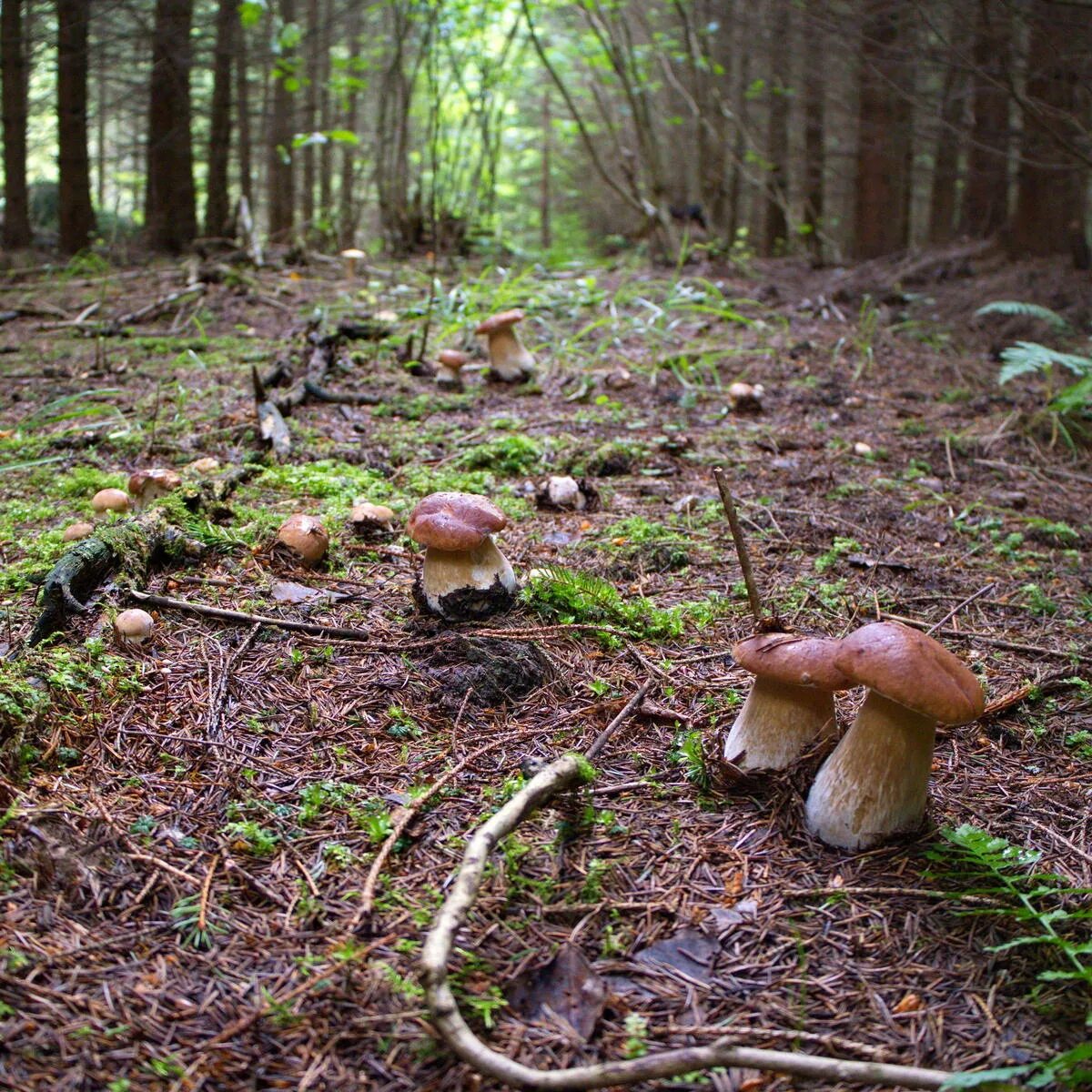 Белый гриб боровик в тайге. Белые грибы в лесу. Белые грибы есть лесу. Грибы на севере. Грибы заходское.