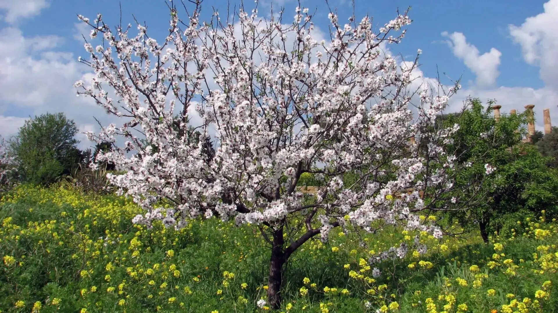 Миндаль простой. Миндаль (Prunus Dulcis). Миндаль обыкновенный (Amygdalus communis). Миндаль бобовник Луизиания. Миндаль обыкновенный (Amygdalus communis l.).