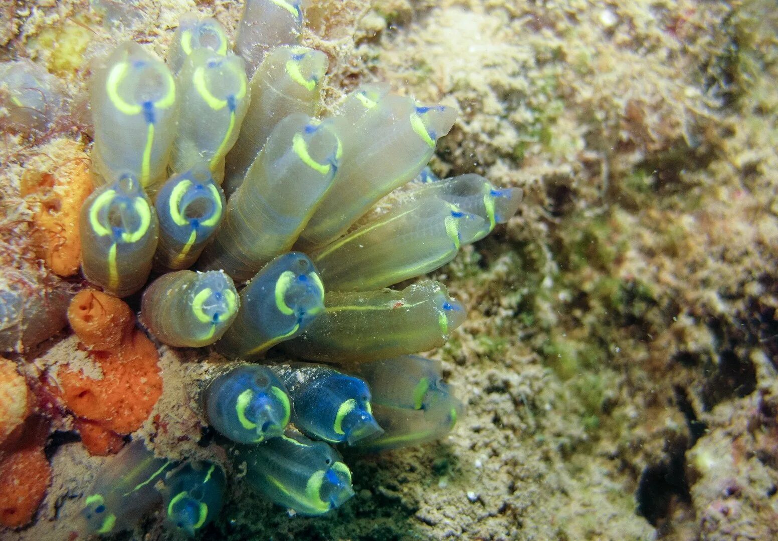 Образ жизни асцидии. Морские асцидии. оболочники асцидии. асцидия пурпурная. колониальные асцидии.