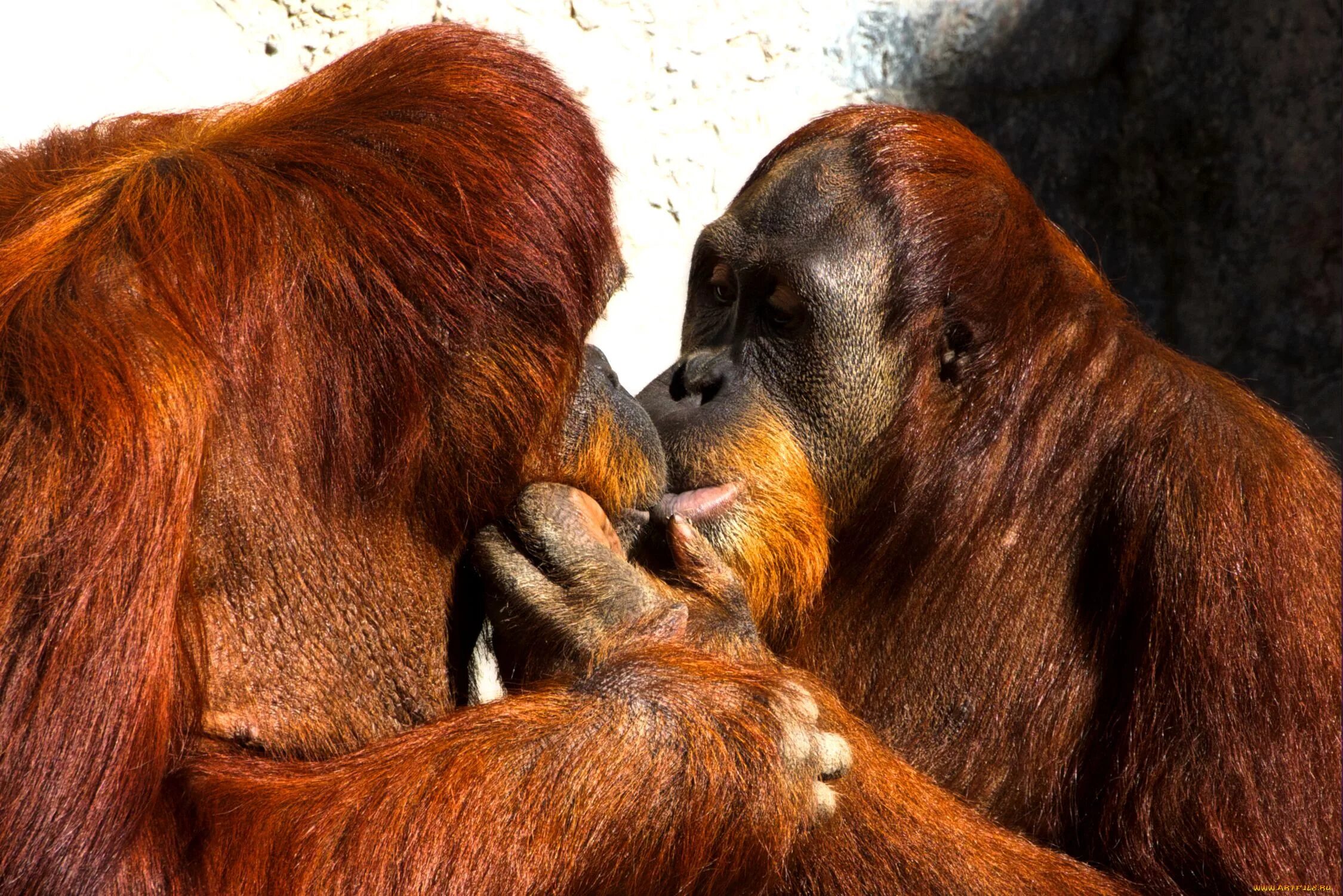 Animal couple. Животные любовь. Поцелуй обезьяны. Животные целуются. Обезьяны обнимаются.