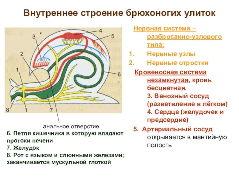 Улитка егэ. Внутреннее строение брюхоногого моллюска. Система органов брюхоногих моллюсков. Класс брюхоногие моллюски внутреннее строение. Строение брюхоногого моллюска 7 класс биология.