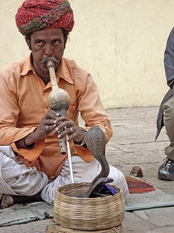 Животный мир, Фестиваль заклинателей змей, snake festival, люди, фестиваль, змея