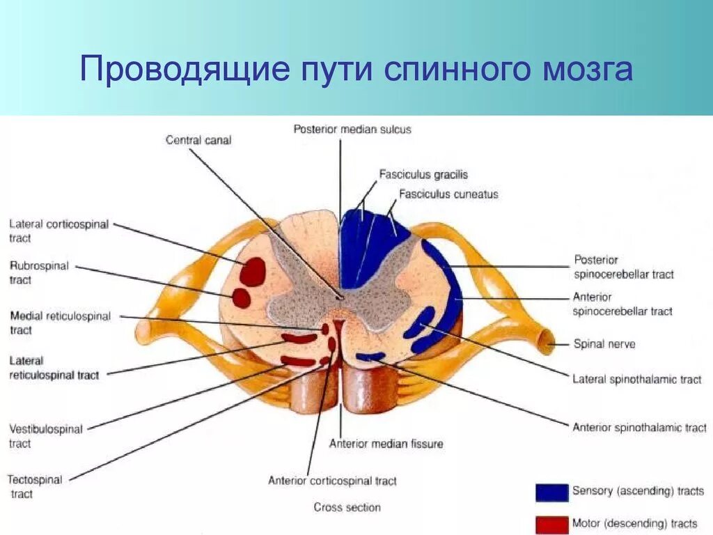 Схема нисходящих путей спинного мозга.. Восходящие проводящие пути спинного мозга таблица. Физиологические функции проводящих путей спинного мозга.. Тракты спинного мозга схема.