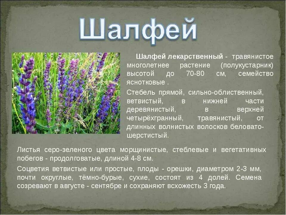 Каких только трав и цветов не. Шалфей лечебный описание. Шалфей Луговой многолетние. Шалфей 1 растение. Шалфей описание растения.