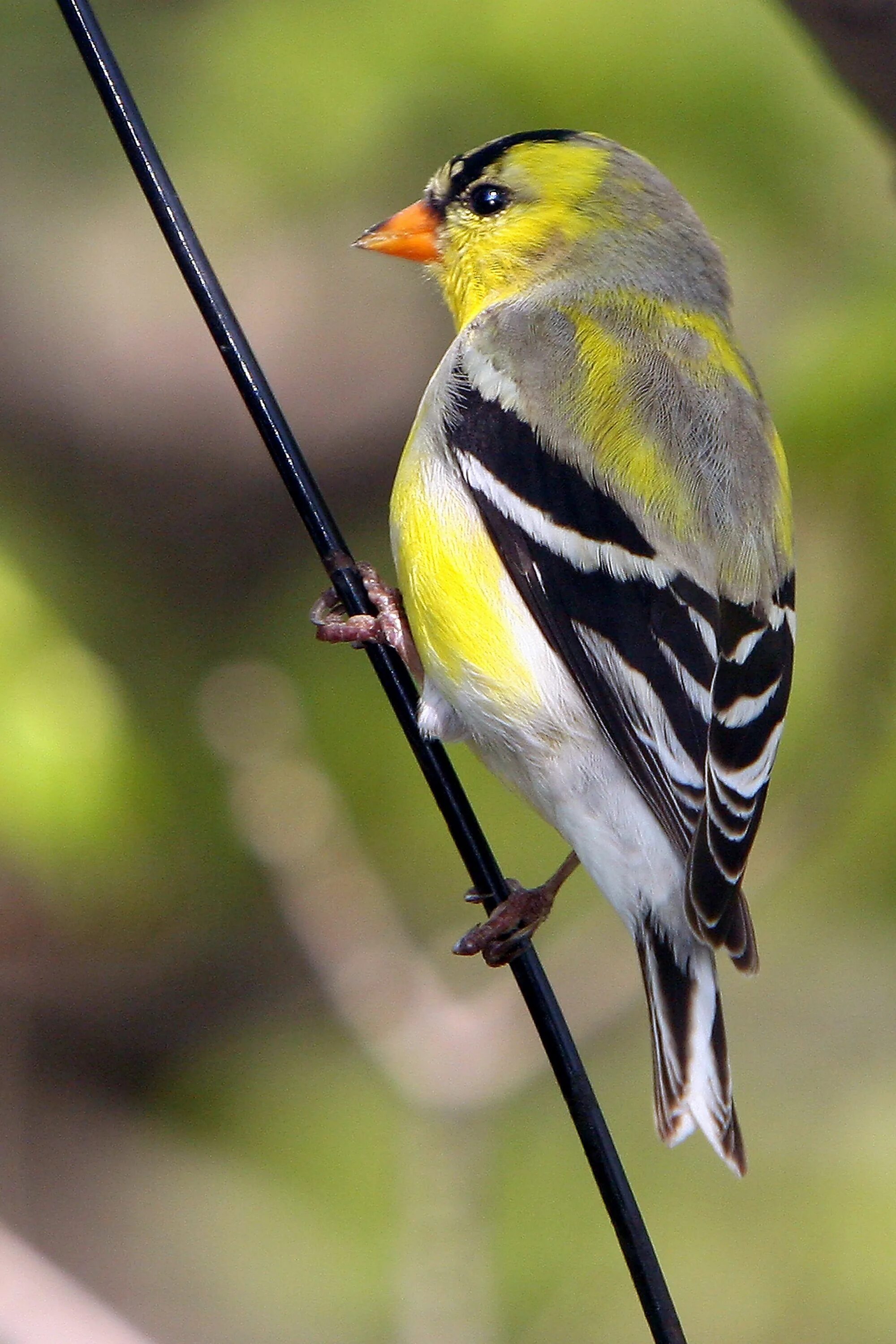 Птица с желтыми полосками на крыльях. Отряд воробьиных желтогрудка. American Goldfinch птица. Птица с желтыми крыльями. Птица с желтыми полосками.