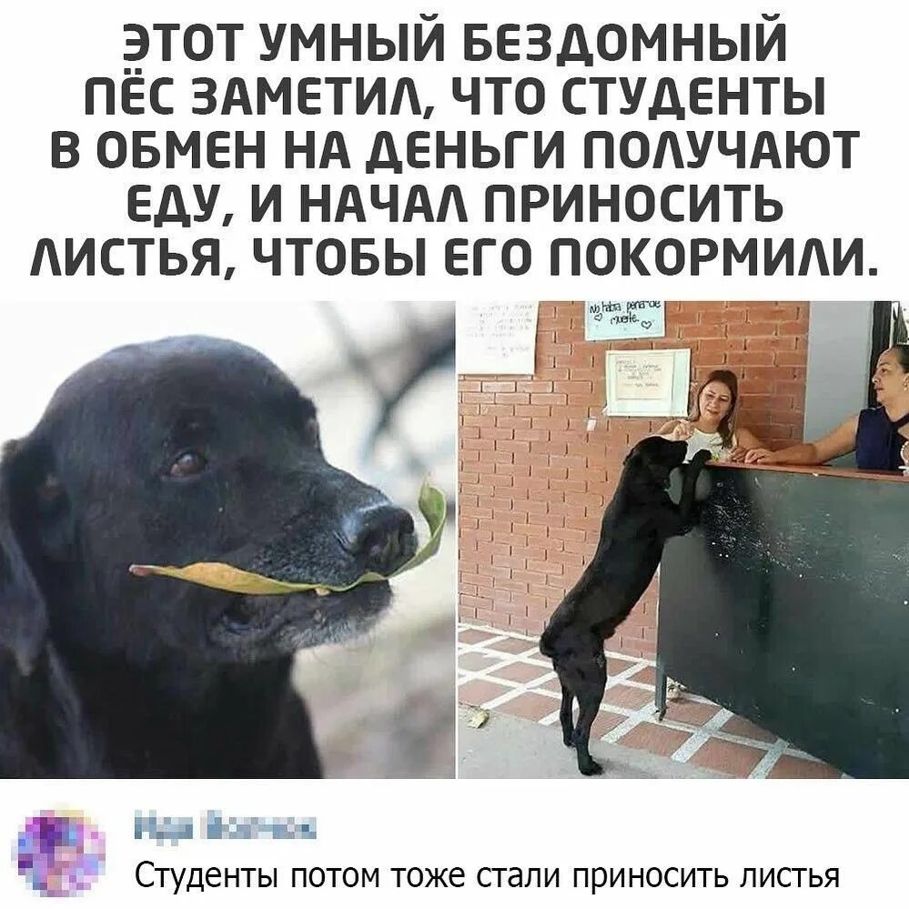 Принеси листочки
