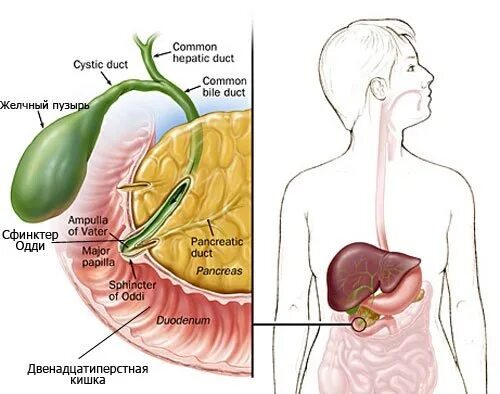 Анатомия расположения желчного пузыря. Желчный пузырь сфинктер Одди. Гдетнаходиься желочный пузырь анатомия. Поджелудочная железа сфинктер Одди.